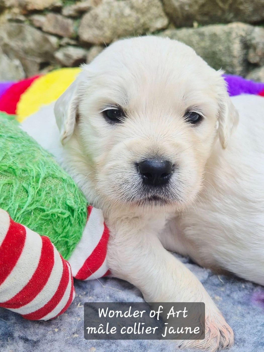 Wonder of Art - Chiots disponibles - Golden Retriever