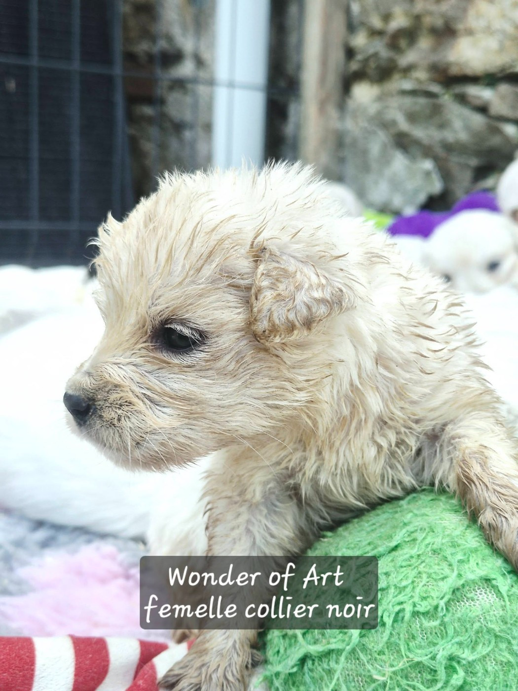 Wonder of Art - Chiots disponibles - Golden Retriever
