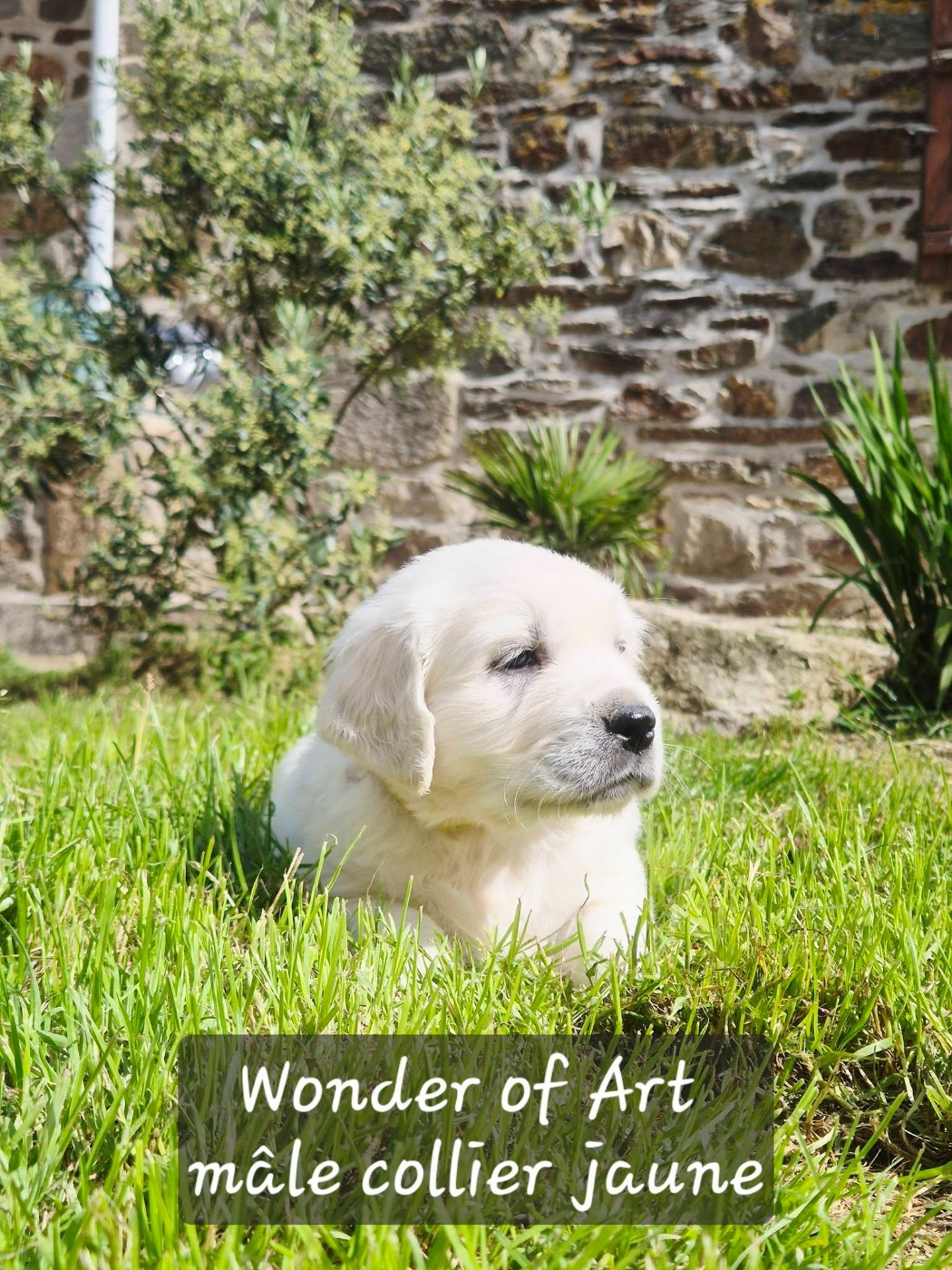 Wonder of Art - Chiots disponibles - Golden Retriever