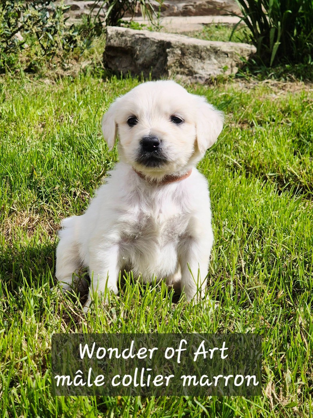 Wonder of Art - Chiots disponibles - Golden Retriever