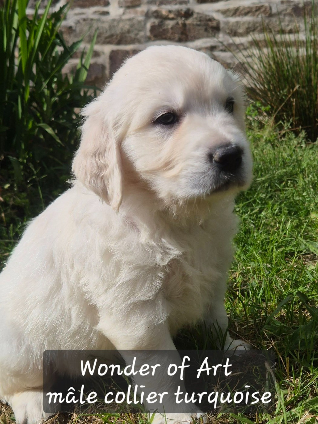 Wonder of Art - Chiots disponibles - Golden Retriever