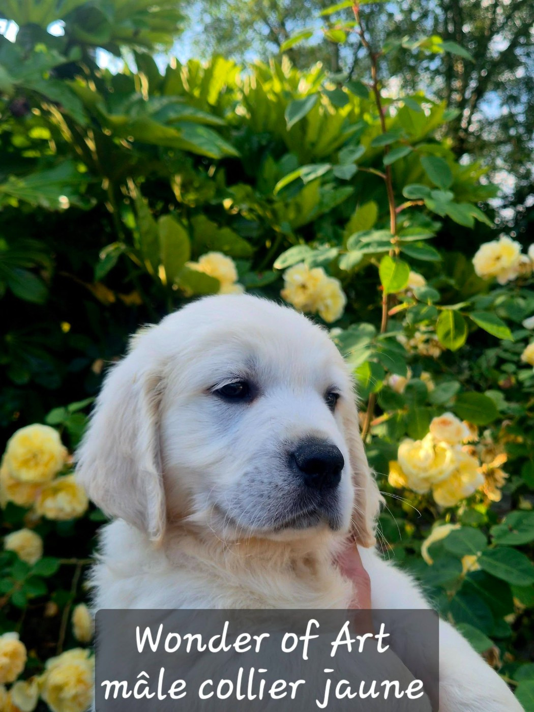 Wonder of Art - Chiots disponibles - Golden Retriever