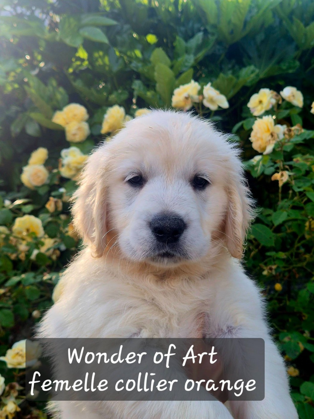 Wonder of Art - Chiots disponibles - Golden Retriever