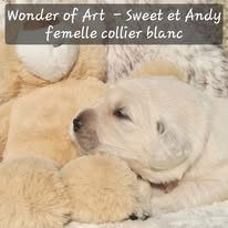 Wonder of Art - Chiots disponibles - Golden Retriever
