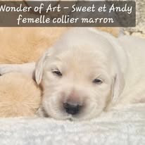 Wonder of Art - Chiots disponibles - Golden Retriever