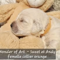 Wonder of Art - Chiots disponibles - Golden Retriever
