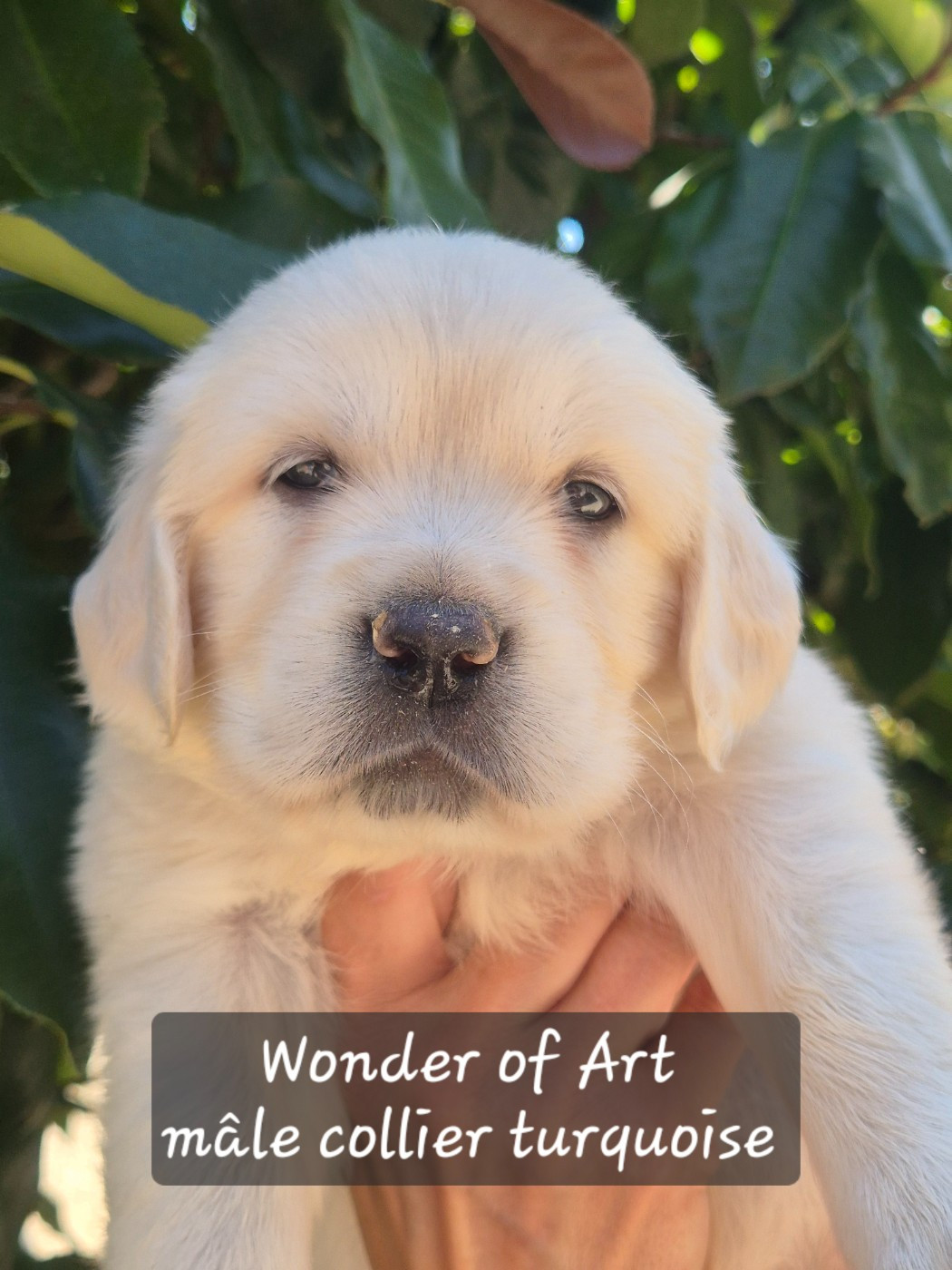 Wonder of Art - Chiots disponibles - Golden Retriever