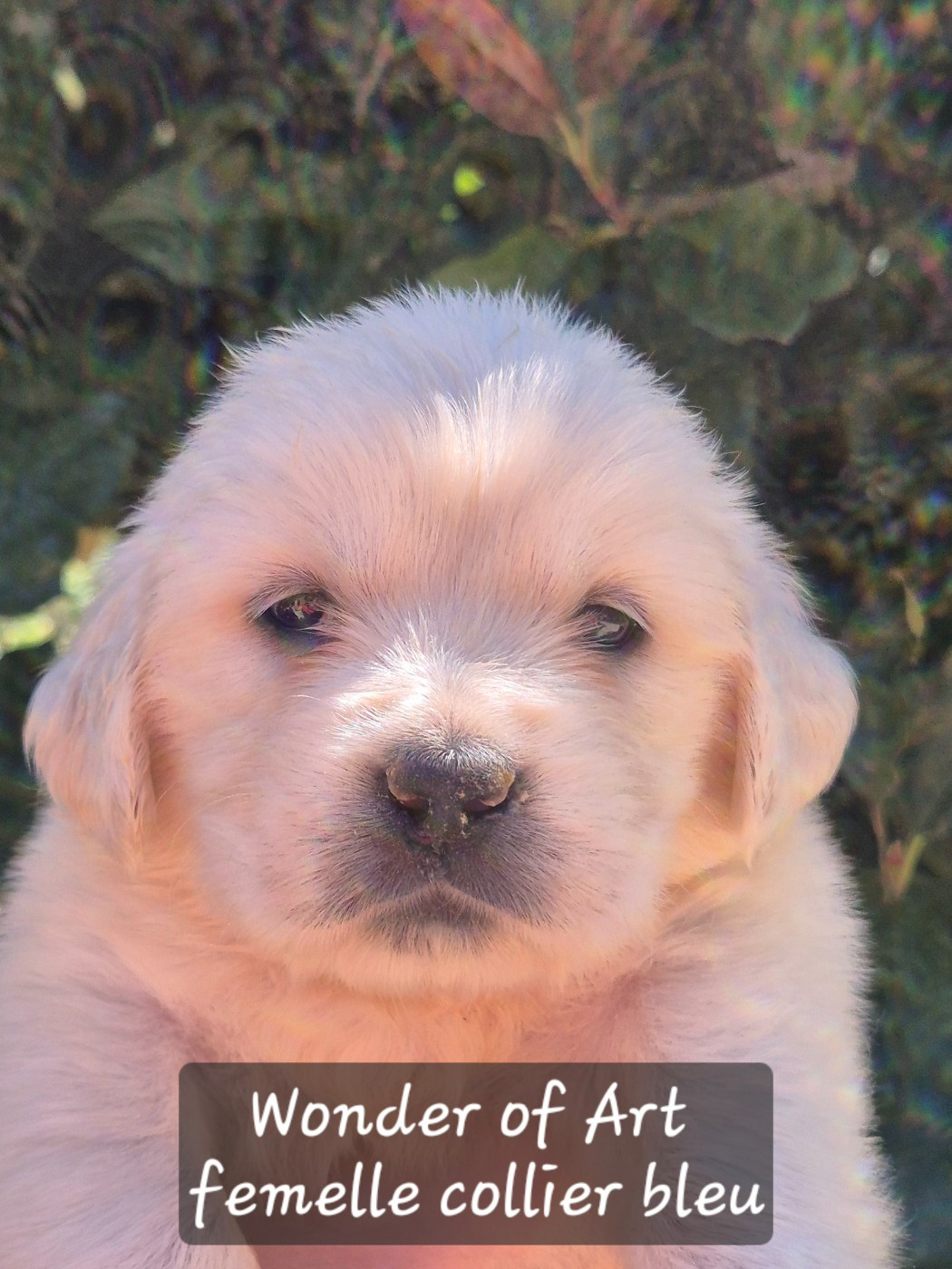 Wonder of Art - Chiots disponibles - Golden Retriever
