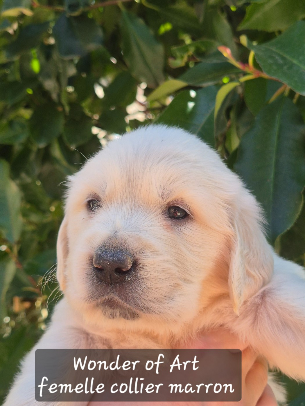 Wonder of Art - Chiots disponibles - Golden Retriever