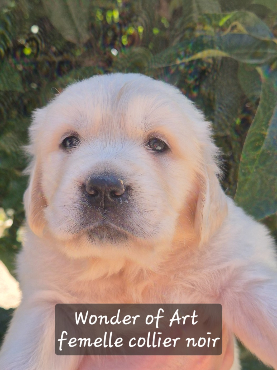 Wonder of Art - Chiots disponibles - Golden Retriever