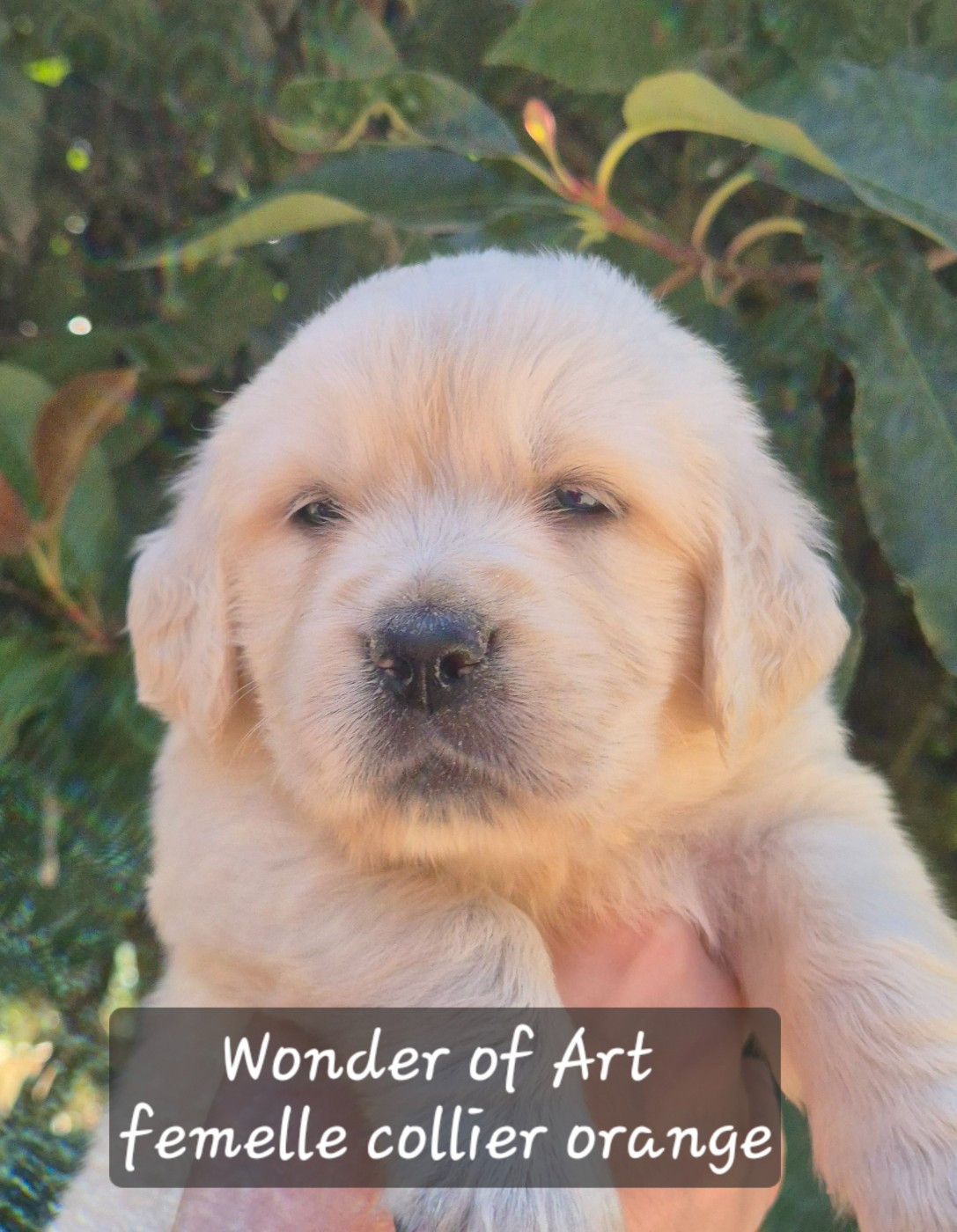 Wonder of Art - Chiots disponibles - Golden Retriever