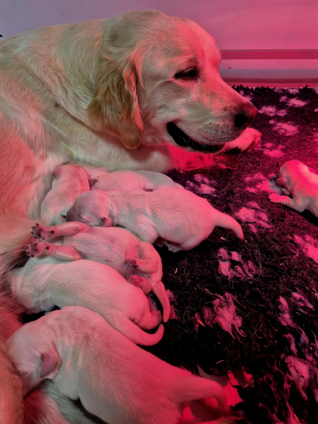 Chiot Golden Retriever Wonder of Art