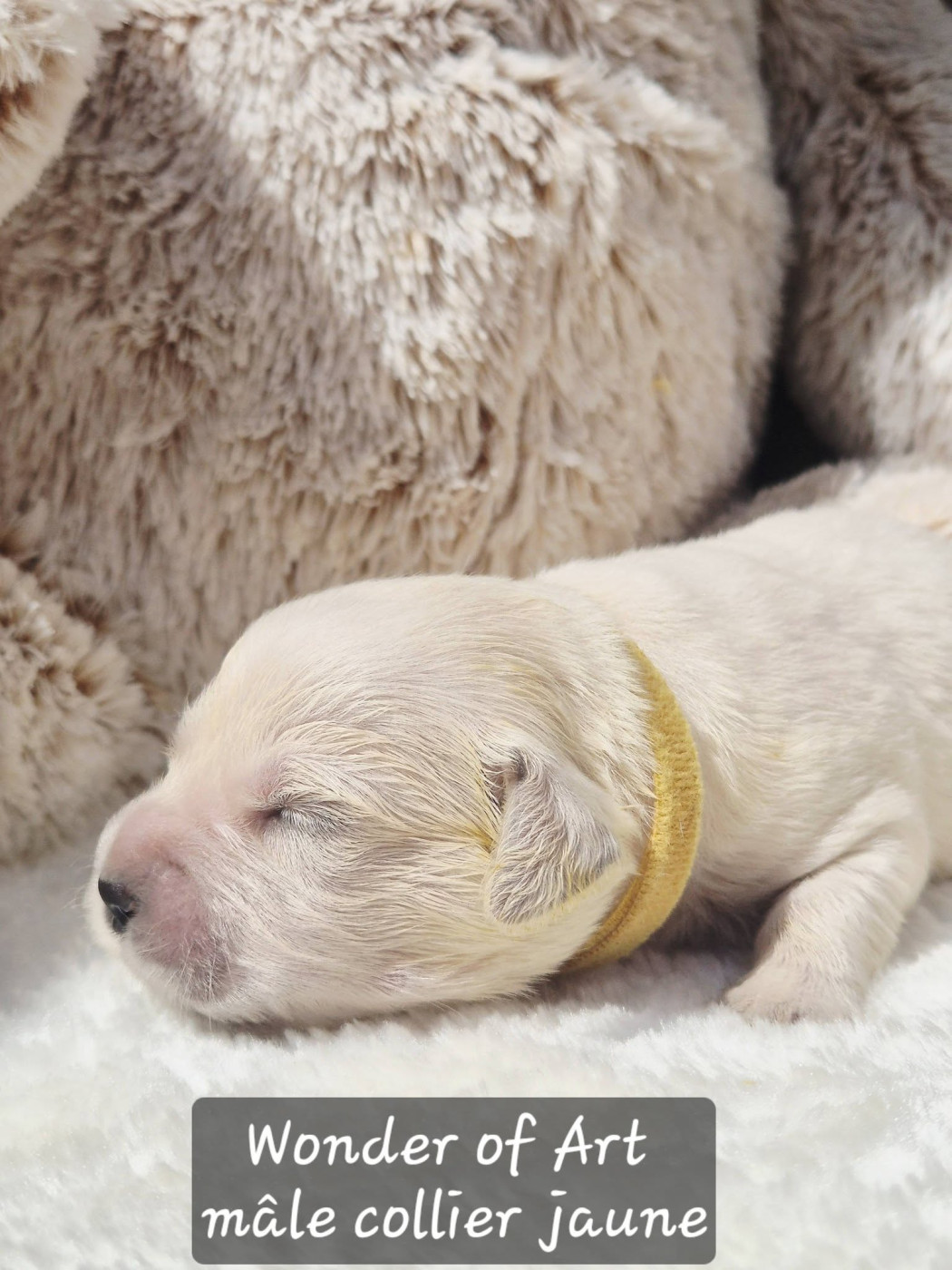 Wonder of Art - Chiots disponibles - Golden Retriever