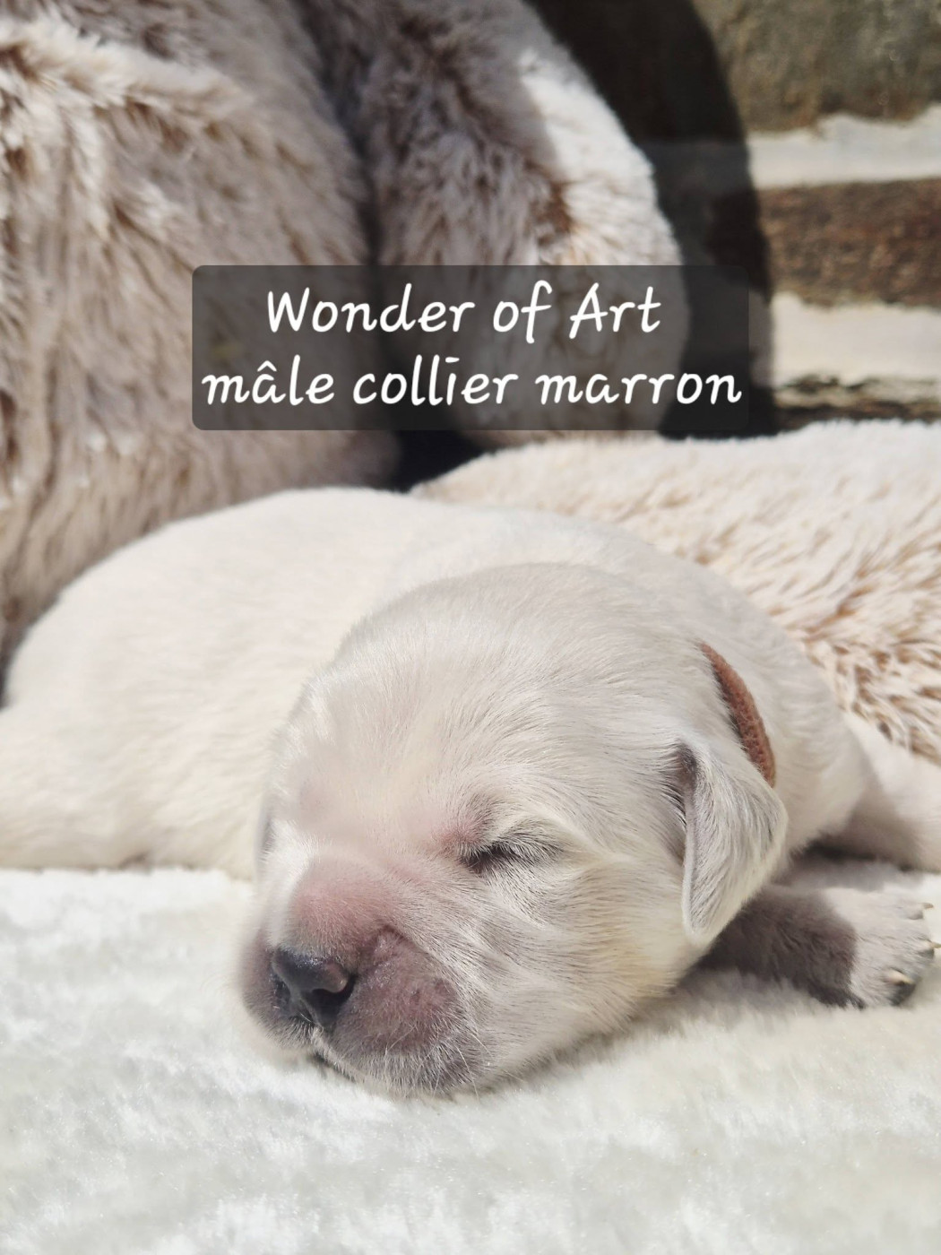 Wonder of Art - Chiots disponibles - Golden Retriever