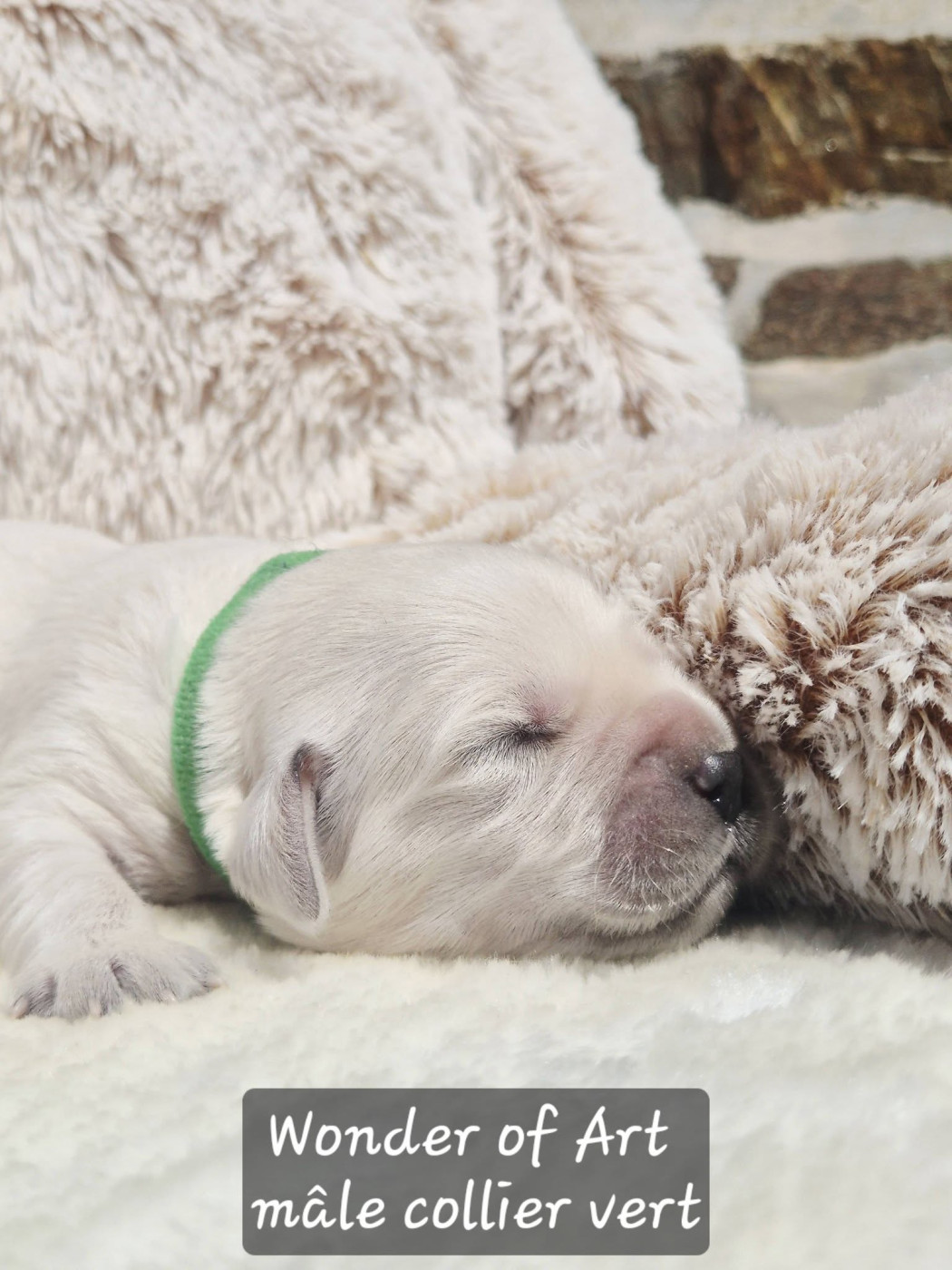 Wonder of Art - Chiots disponibles - Golden Retriever