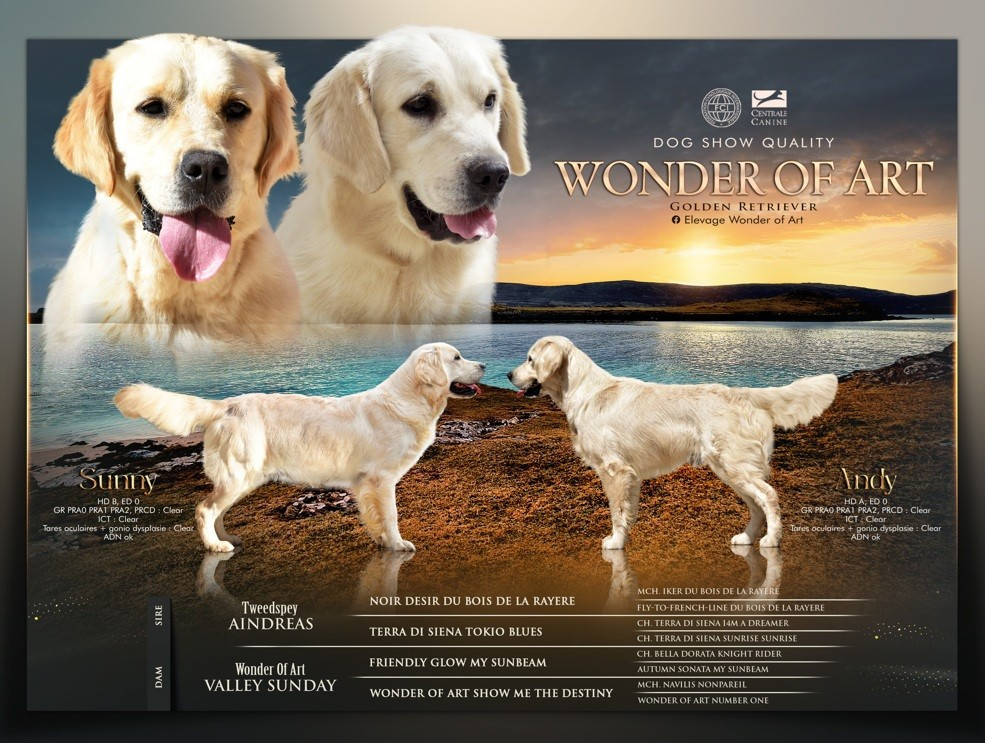 Wonder of Art - Golden Retriever - Portée née le 03/08/2026