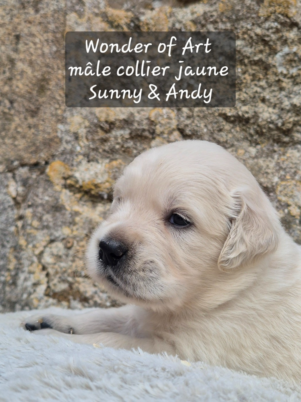 Wonder of Art - Chiots disponibles - Golden Retriever