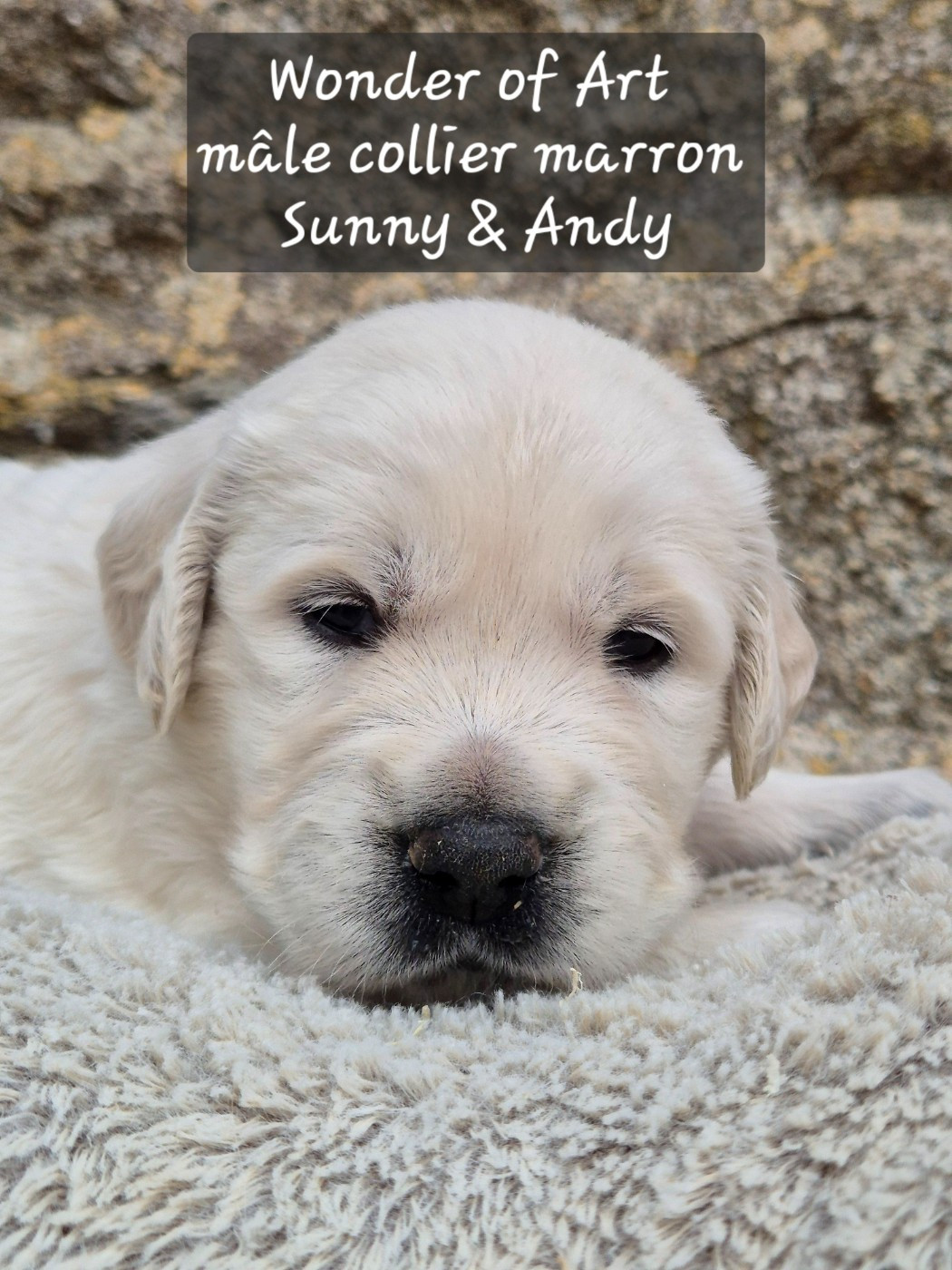 Wonder of Art - Chiots disponibles - Golden Retriever