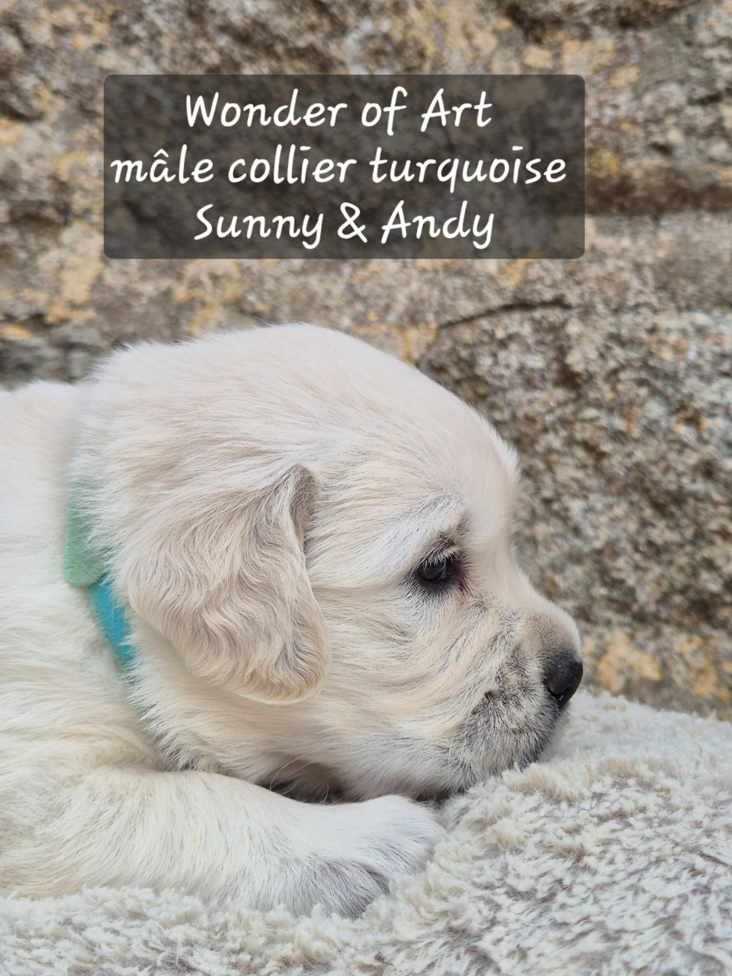 Wonder of Art - Chiots disponibles - Golden Retriever