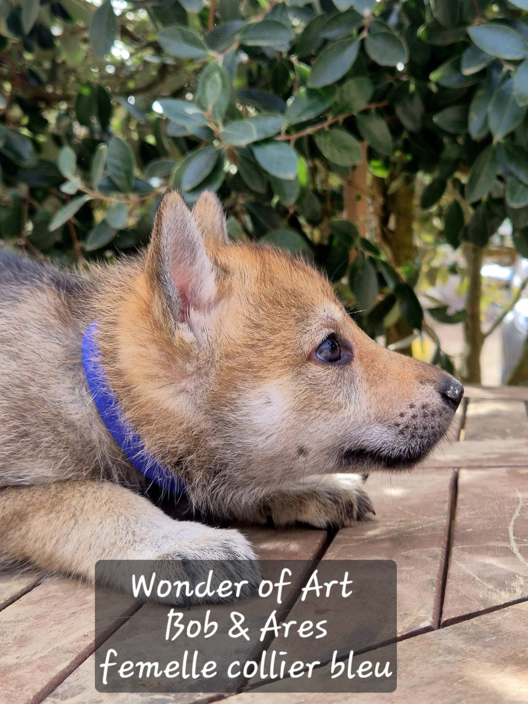 Wonder of Art - Chiots disponibles - Chien-loup tchecoslovaque