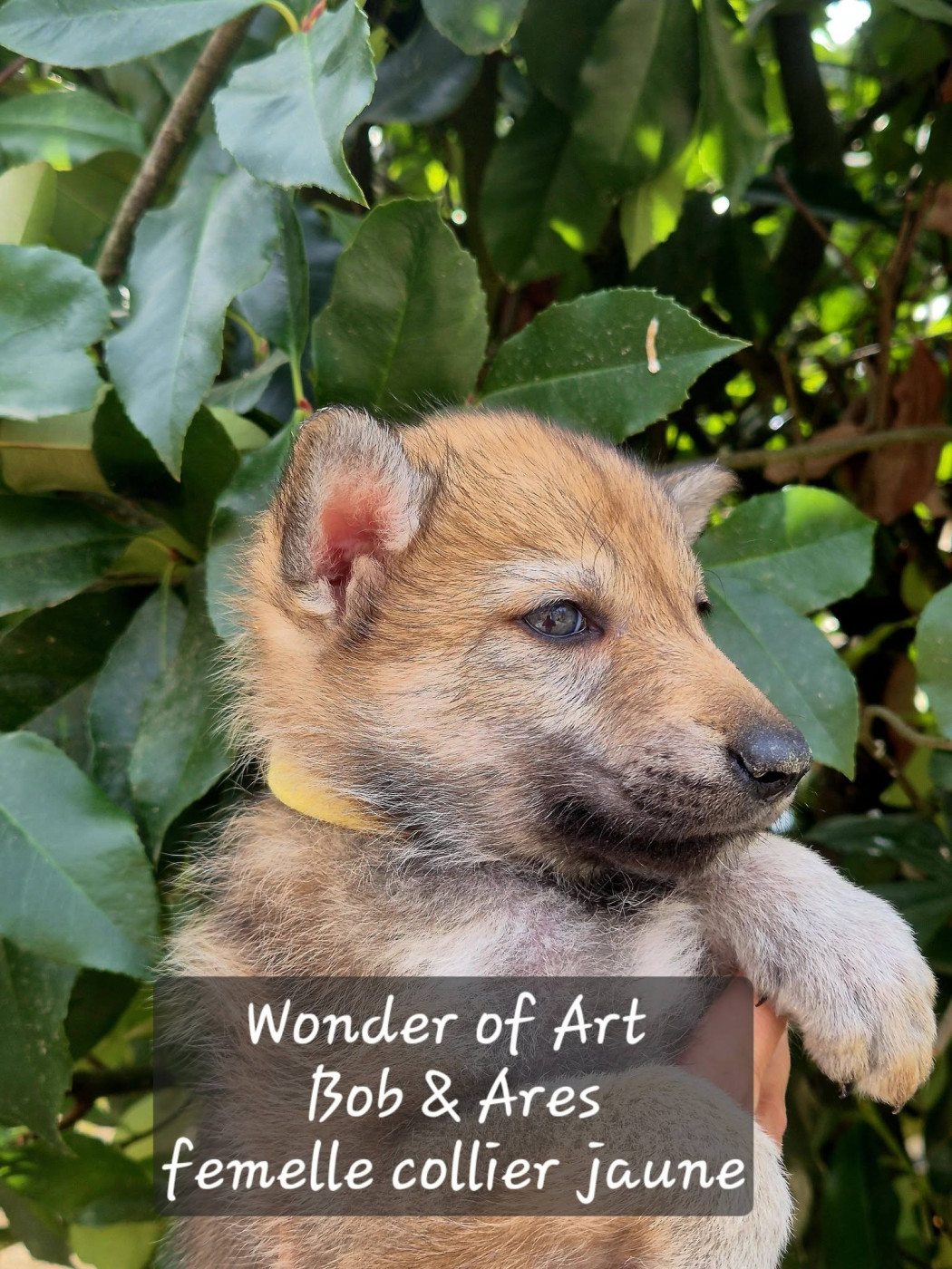Wonder of Art - Chiots disponibles - Chien-loup tchecoslovaque