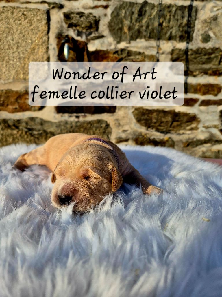 Wonder of Art - Chiots disponibles - Golden Retriever