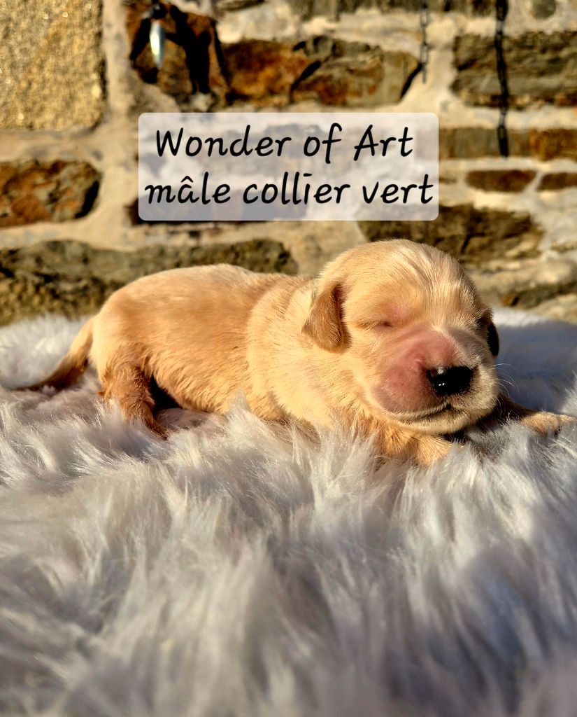 Wonder of Art - Chiots disponibles - Golden Retriever