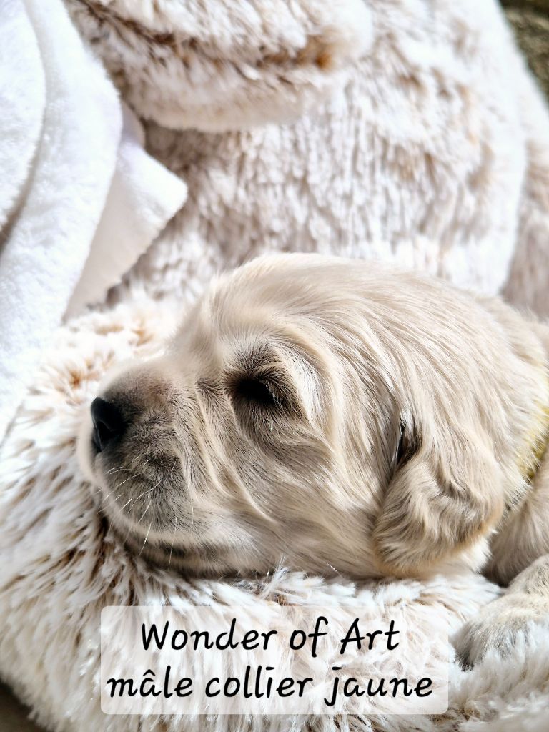 Wonder of Art - Chiots disponibles - Golden Retriever
