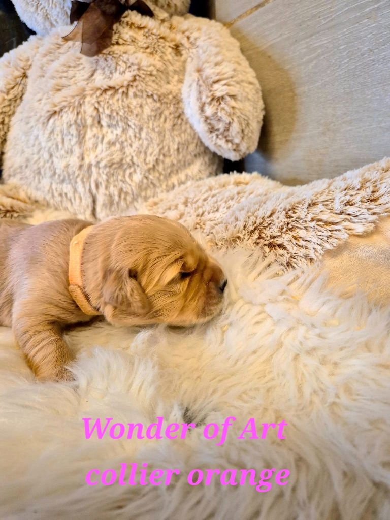 Wonder of Art - Chiots disponibles - Golden Retriever