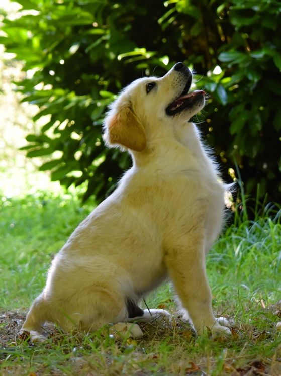 Wonder of Art - Chiots disponibles - Golden Retriever