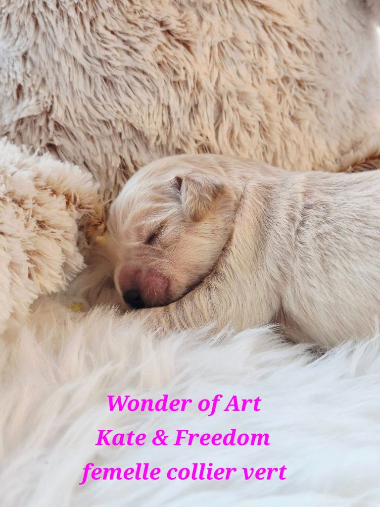Wonder of Art - Chiots disponibles - Golden Retriever