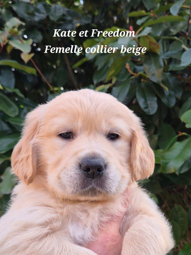 Wonder of Art - Chiots disponibles - Golden Retriever