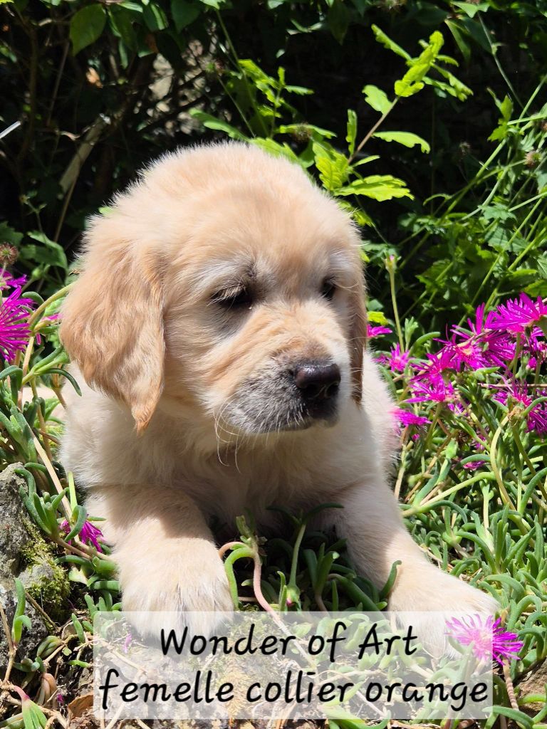 Wonder of Art - Chiots disponibles - Golden Retriever