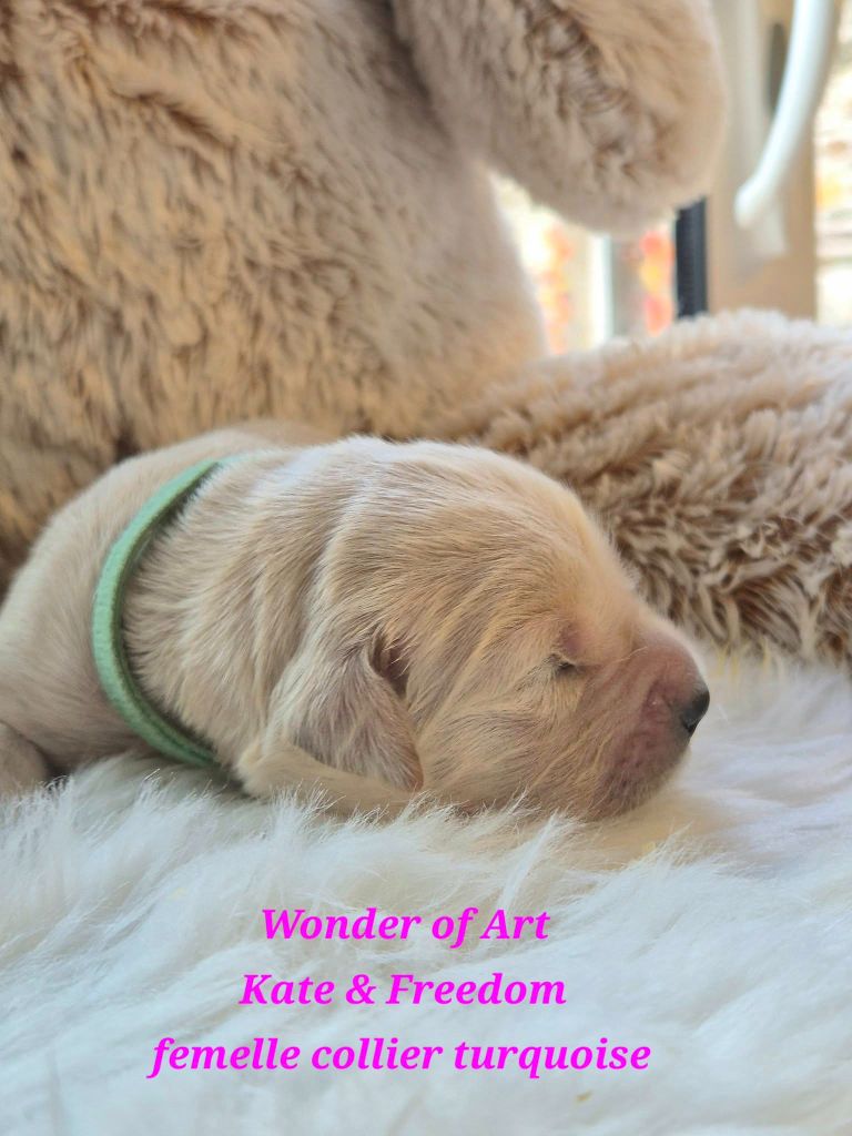 Wonder of Art - Chiots disponibles - Golden Retriever
