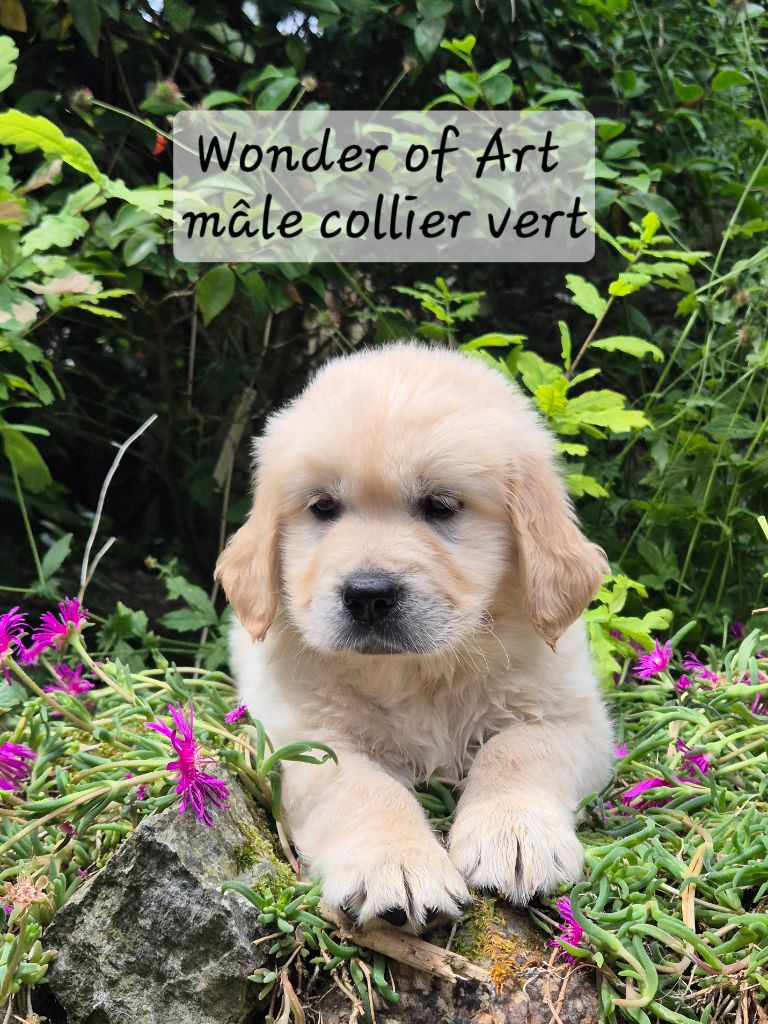 Wonder of Art - Chiots disponibles - Golden Retriever