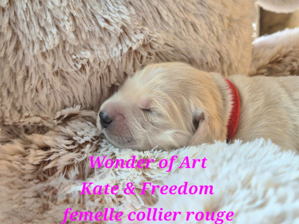 Wonder of Art - Chiots disponibles - Golden Retriever