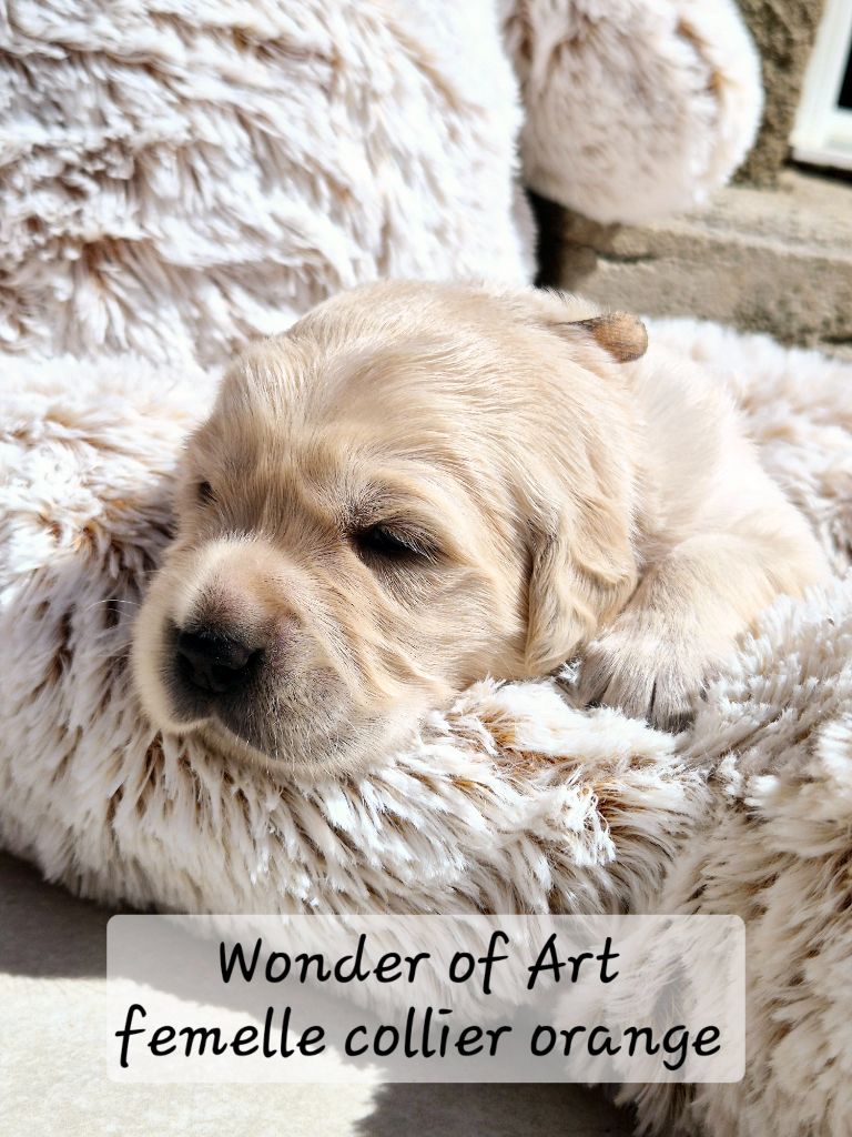 Wonder of Art - Chiots disponibles - Golden Retriever