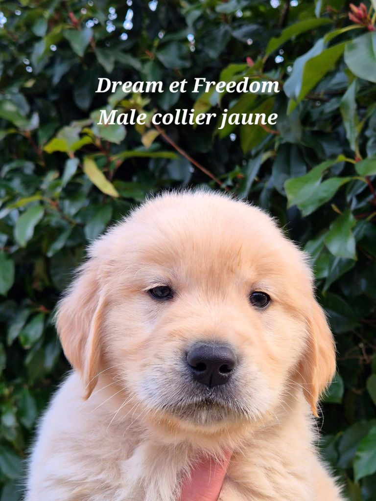 Wonder of Art - Chiots disponibles - Golden Retriever