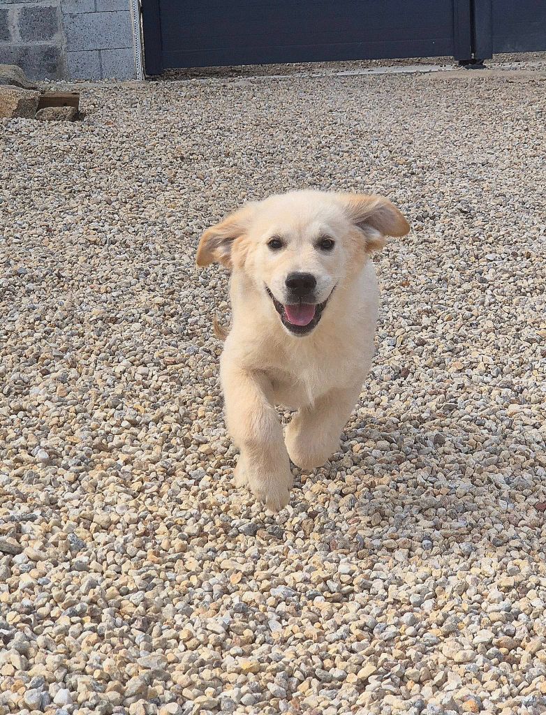 Wonder of Art - Chiots disponibles - Golden Retriever