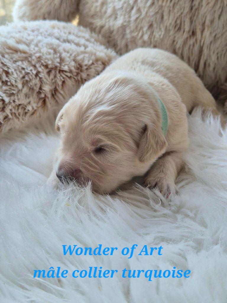 Wonder of Art - Chiots disponibles - Golden Retriever