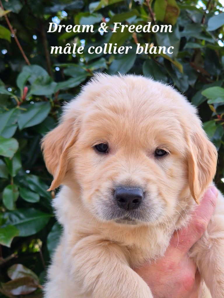 Wonder of Art - Chiots disponibles - Golden Retriever