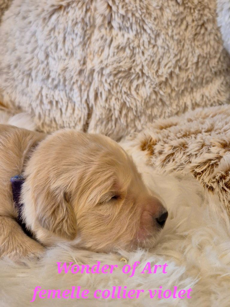 Wonder of Art - Chiots disponibles - Golden Retriever