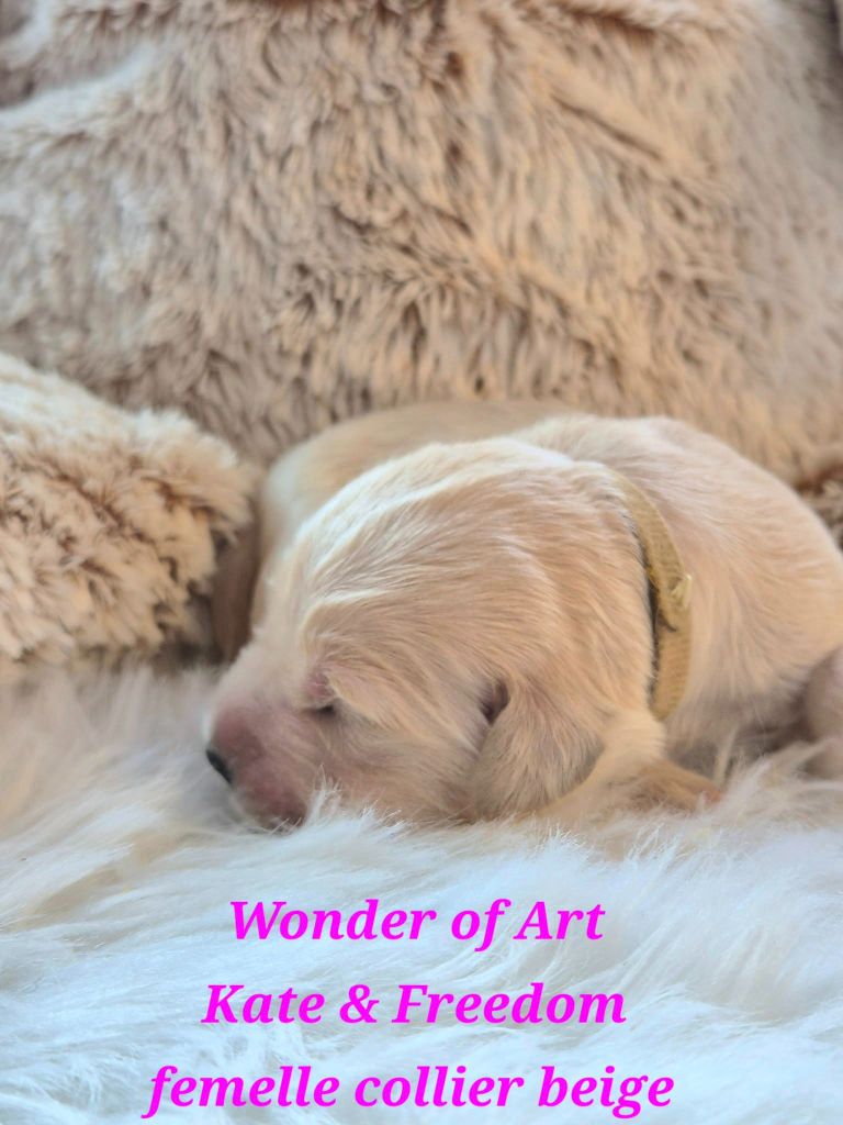 Wonder of Art - Chiots disponibles - Golden Retriever