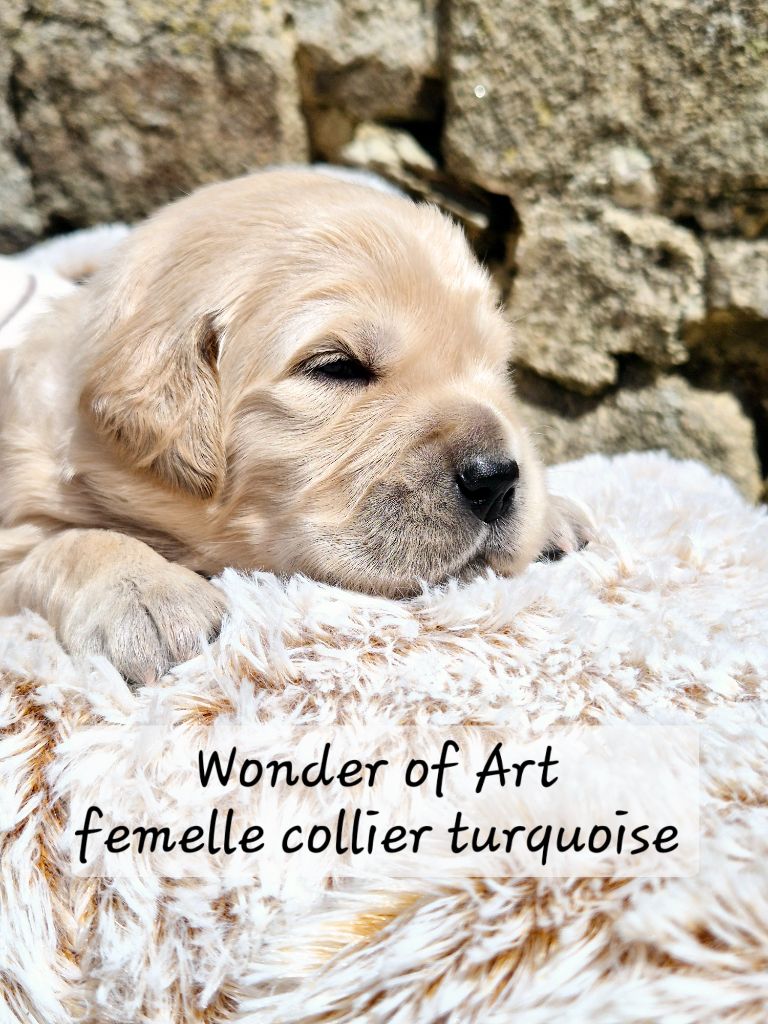Wonder of Art - Chiots disponibles - Golden Retriever