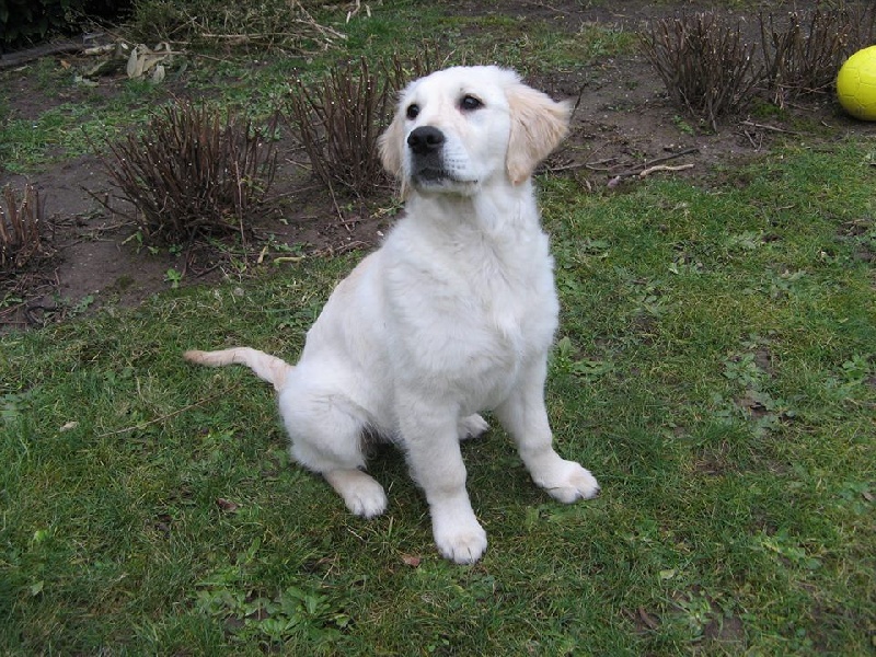 CHIOT