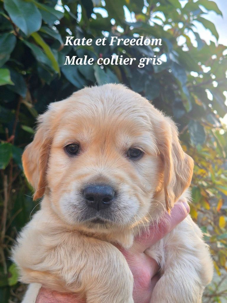 Wonder of Art - Chiots disponibles - Golden Retriever