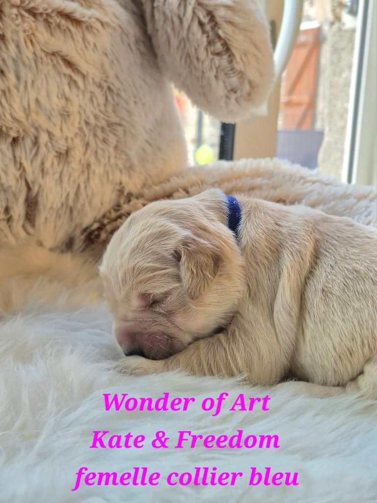 Wonder of Art - Chiots disponibles - Golden Retriever
