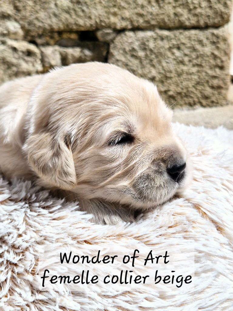Wonder of Art - Chiots disponibles - Golden Retriever