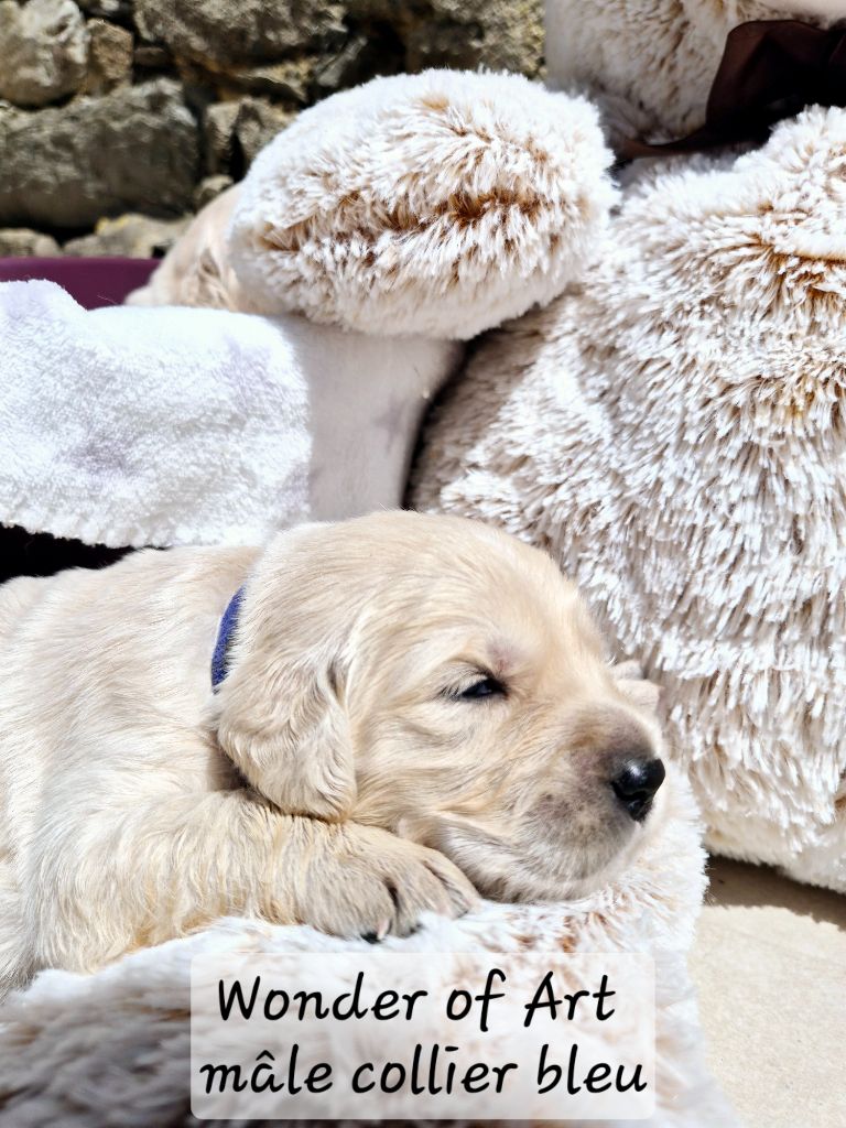 Wonder of Art - Chiots disponibles - Golden Retriever