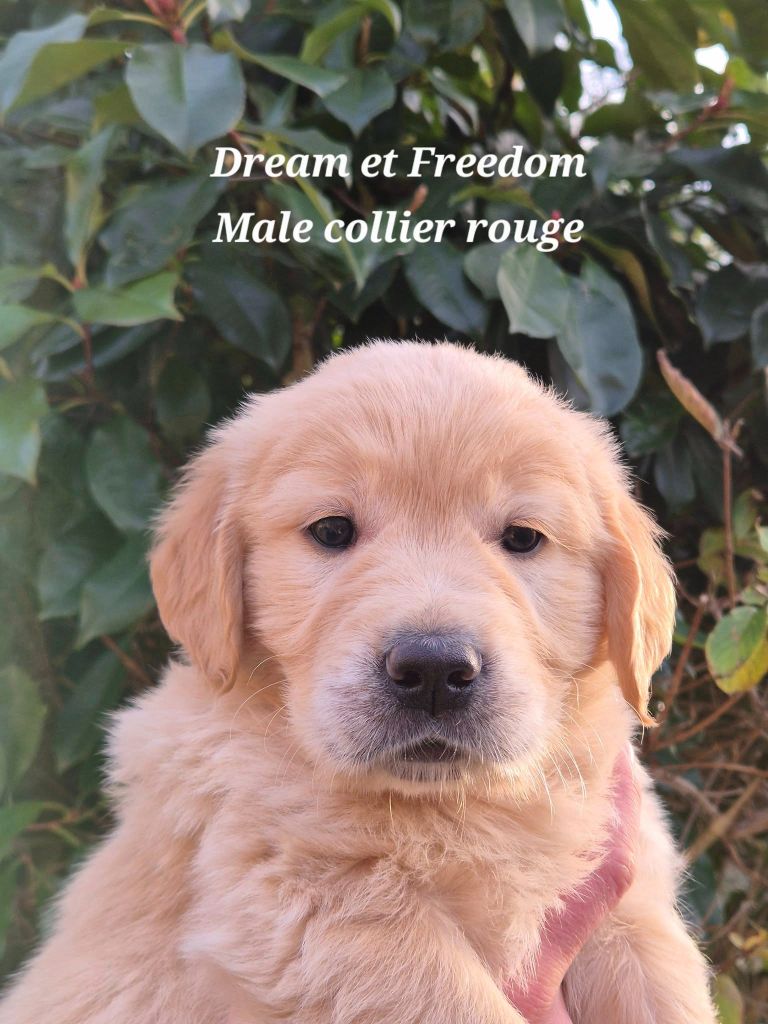Wonder of Art - Chiots disponibles - Golden Retriever